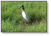 S�o F�lix do Xingu (PA)