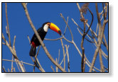 S�o F�lix do Araguaia (MT)